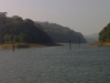 alberi nel lago